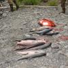 Alaska 2006 032