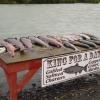Alaska 2006 037