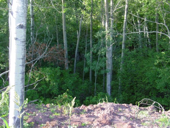 DSC00548